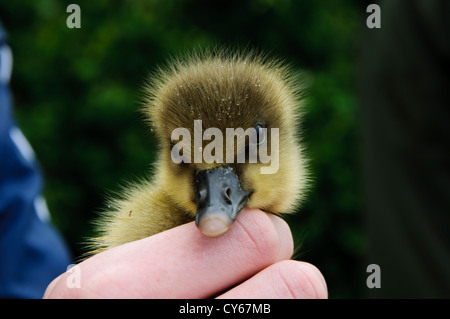 Eine sehr junge Kanadagans (Branta Canadensis) Gosling in der Hand während der jährlichen Gans Roundup in Sevenoaks Wildlife Reserve Stockfoto