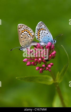 Blauer Schmetterling Silber entdeckt (Plebeius Argus) Stockfoto