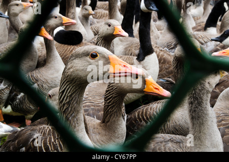 Eine gemischte Herde von Erwachsenen und jungen Graugänsen (Anser Anser) und Kanadagans (Branta Canadensis) in der Holding-Stifte Stockfoto