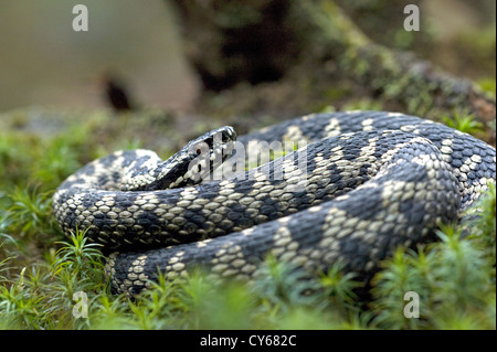 Kreuzotter (Vipera Herus) Stockfoto