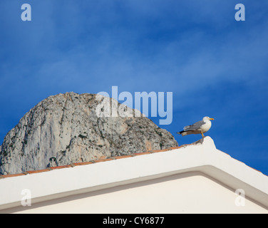 Mediterrane Möwe auf dem Dach Spitze und Ifach Penon Calpe im Hintergrund Stockfoto