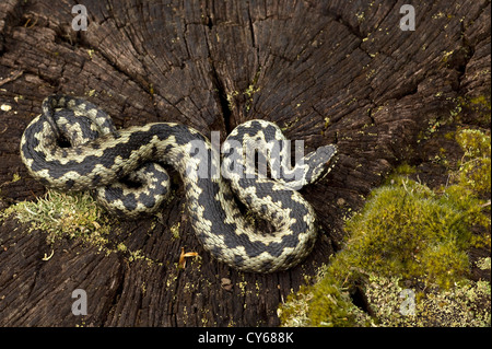 Kreuzotter (Vipera Herus) Stockfoto