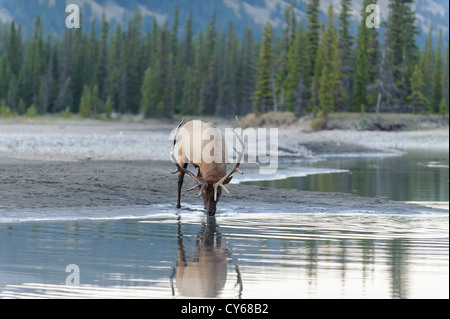 Ein Stier Elche (Cervus Elaphus) dauert eine kurze Zeit weg von seinen Harem zu trinken aus einem nahe gelegenen Wasserbecken, Northern Rockies Stockfoto