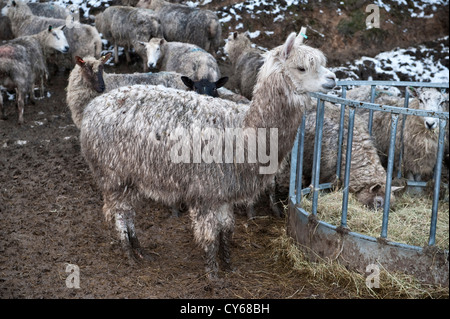 Ein schlammiger Alpaka in einer Herde Schafe auf einem Bauernhof in Mitte Wales, Winter, Großbritannien Stockfoto