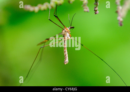 Ein Kran fliegen oder Daddy Long Legs Insekt UK Stockfoto