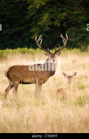 Rothirsch (Cervus Elaphus) - männliche und weibliche Stockfoto