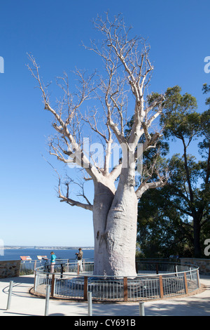 Baobab-Baum im Kings Park, Perth, Western Australia, Australia Stockfoto