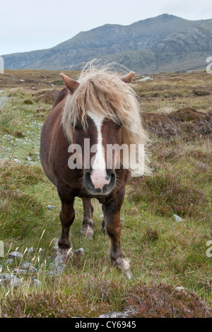 Semi-wild Hebridean Pony auf der Insel North Uist, Schottland Stockfoto