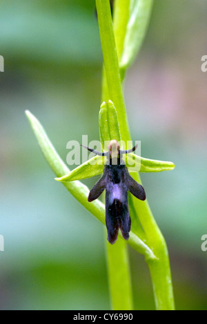 Orchidee (Ophrys Insectifera) fliegen Stockfoto