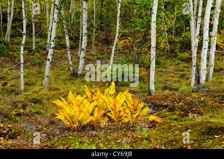 Birke Waldstück mit Gelbfärbung Büschel von unterbrochenen Farne, Greater Sudbury, Ontario, Kanada Stockfoto
