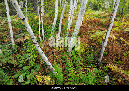 Birke Waldstück mit Adlerfarnfarne im Unterwuchs, Greater Sudbury, Ontario, Kanada Stockfoto