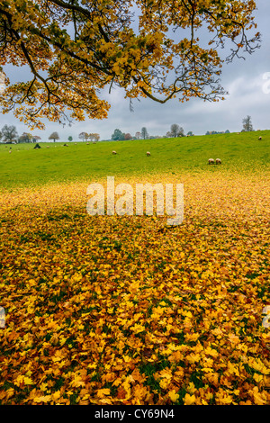 Gefallene Herbstlaub aus Platane im Feld mit Schafen im Herbst, Howick Cheptsow Wales UK Stockfoto