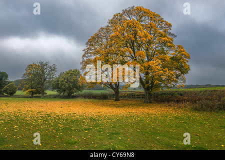 Platanen im Herbst mit Herbstlaub auf Baum und Laub gegen dunklen Himmel. Wales UK Stockfoto