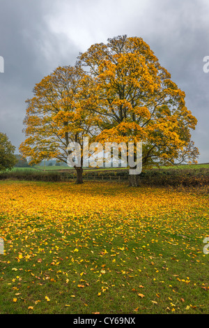 Platanen im Herbst mit Herbstlaub auf Baum und Laub gegen dunklen Himmel. Wales UK Stockfoto