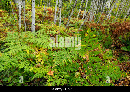 Birke Waldstück mit Adlerfarnfarne im Unterwuchs, Greater Sudbury, Ontario, Kanada Stockfoto