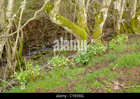 Helleborus Viridis, Bear Fuß "oder" grüne Nieswurz Stockfoto