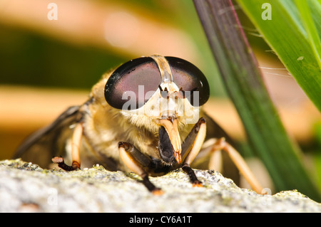 Frontale Blick auf einen dunklen riesigen Pferdefliege (Tabanus Sudeticus) thront auf einem Stein im gemeinsamen nationalen Naturreservat Thursley Stockfoto