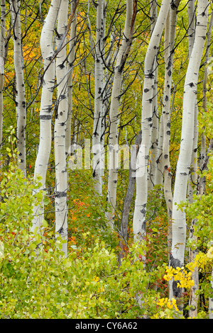 Aspen Bäume und frühen Herbst Farbe, Greater Sudbury, Ontario, Kanada Stockfoto