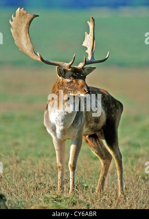 Rotwild ist eine Brache Buck (Dama Dama) fotografiert in der Brunftzeit. Damhirsche sind oft in Parks gefunden, aber eine Reihe entgangen im Laufe der Jahre und wohne in wilden Herden auf die Sussex Downs Stockfoto