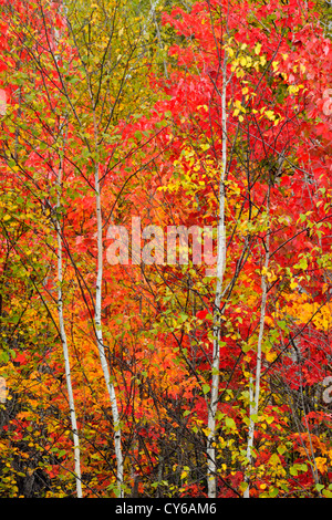 Birke und Ahorn Bäume mit Herbst Farbe, Greater Sudbury, Ontario, Kanada Stockfoto