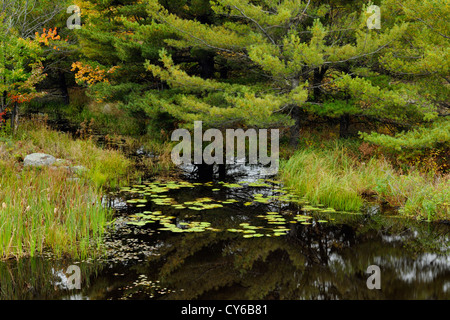 Kiefer und Ahorn spiegelt sich in Biber Teich in der Nähe von Pointe-au Baril, Ontario, Kanada Stockfoto