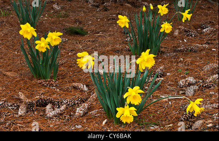 Nahaufnahme Springtime gelb Narzissengarten Frühling Narzissenblüten im Garten blühenden, Blüten, fallen Tannenzapfen, Kiefernnadeln in New Jersey, USA Stockfoto