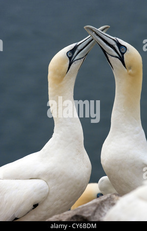 Basstölpel (Morus Bassanus) Stockfoto