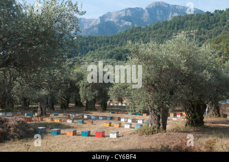 Thassos, Griechenland. Griechische Insel. September. Bienenstöcke unter Olivenbäumen in der Nähe von Panagia und Chrisi Ammoudia Stockfoto