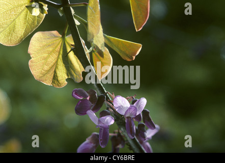 Judasbaum Cercis Siliquastrum (Fabaceae) Stockfoto