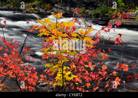 Habichtsbitterkraut Stromschnellen und Herbstlaub, Habichtsbitterkraut Lake, Ontario, Kanada Stockfoto