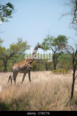 Eine Giraffe, Giraffa Camelopardalis im Kruger Nationalpark in Südafrika Stockfoto