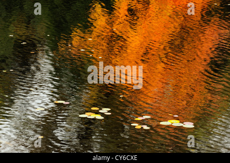 Autumn reflections near a beaver dam, Algonquin Provincial Park, Ontario, Canada Stockfoto