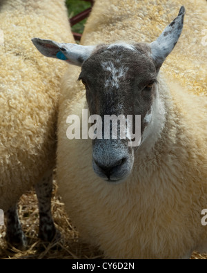 Stammbaum Ewe auf dem Display an der Perth Highland Show, Schottland Stockfoto