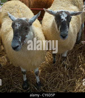 Zwei Stammbaum Mutterschafe auf dem Display an der Perth Highland Show, Schottland Stockfoto