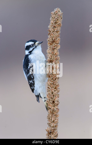 Weibliche Dunenspecht Feeding - Picoides Pubescens - Western Montana Stockfoto