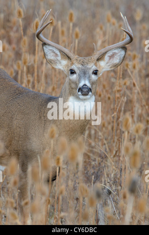 White-tailed buck Lebensraum odocoileus virginianus - Portrait - Western Montana Stockfoto