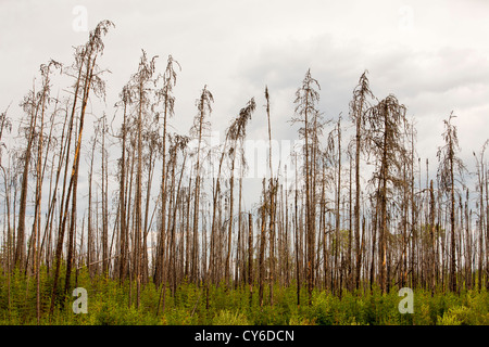 Borealen Wald verbrannt, in der Nähe von Fort McMurray, Alberta, Kanada Stockfoto