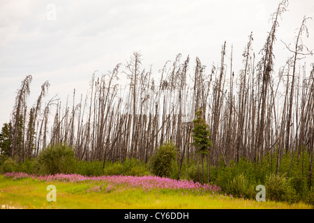 Borealen Wald verbrannt, in der Nähe von Fort McMurray, Alberta, Kanada Stockfoto