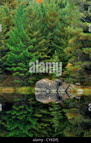 Weymouthskiefer Reflexionen in einem Teich, Algonquin Provincial Park, Ontario, Kanada Stockfoto