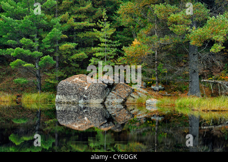 Weymouthskiefer Reflexionen in einem Teich, Algonquin Provincial Park, Ontario, Kanada Stockfoto