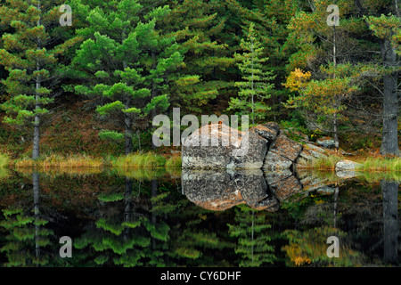 Weymouthskiefer Reflexionen in einem Teich, Algonquin Provincial Park, Ontario, Kanada Stockfoto