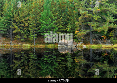 Weymouthskiefer Reflexionen in einem Teich, Algonquin Provincial Park, Ontario, Kanada Stockfoto