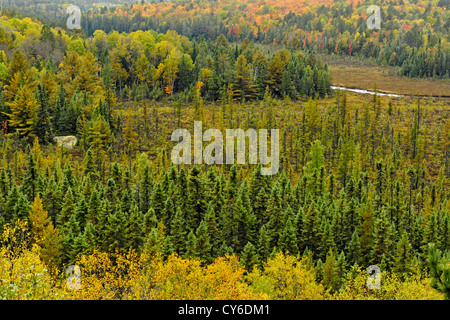 Blick vom Besucherzentrum Balkon-Fichten und Herbst Ahornbäume, Algonquin Provincial Park, Ontario, Kanada Stockfoto