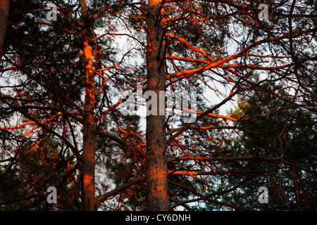 Kiefern sind im roten Licht der untergehenden Sonne aalen. Stockfoto