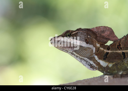 Porträt eines männlichen brauner Basilisk (Basiliskos Vittatus) auch bekannt als "Jesus Lizard" in Manuel Antonio, Costa Rica hautnah. Stockfoto