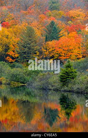 Herbstliche Spiegelungen im Habichtsbitterkraut River, Habichtsbitterkraut Lake, Ontario, Kanada Stockfoto