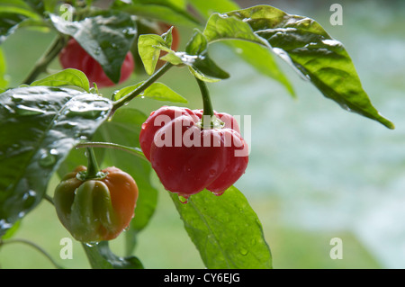 Sehr feurige Scotch Bonnet Chilly peppers "Capsicum Chinensis' noch wachsen und Reifen an der Pflanze. Sie sind hauptsächlich auf den karibischen Inseln gefunden. Stockfoto
