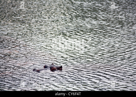 Nilpferd, Tsavo East Nationalpark, Kenia. Stockfoto