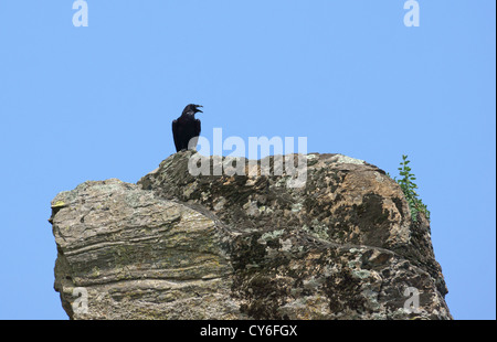 Schwarze Krähe über Felsen Flugel Stockfoto