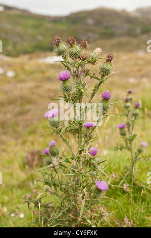 "Scotch" Distel. In der Regel stachelig-blättrig, mit rosa oder violetten Blüten. Stockfoto